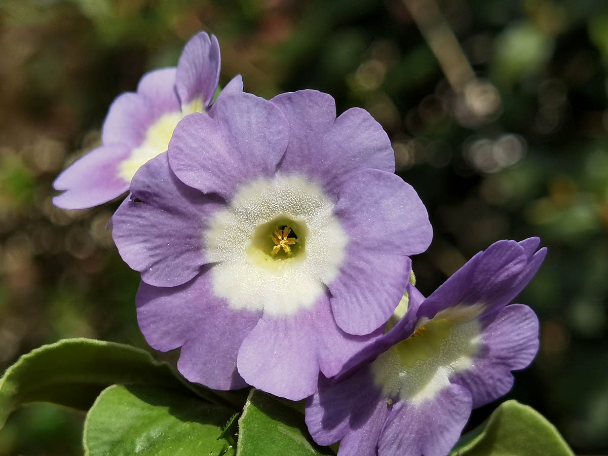 Primula x pubescens in bloom in a partially shaded garden